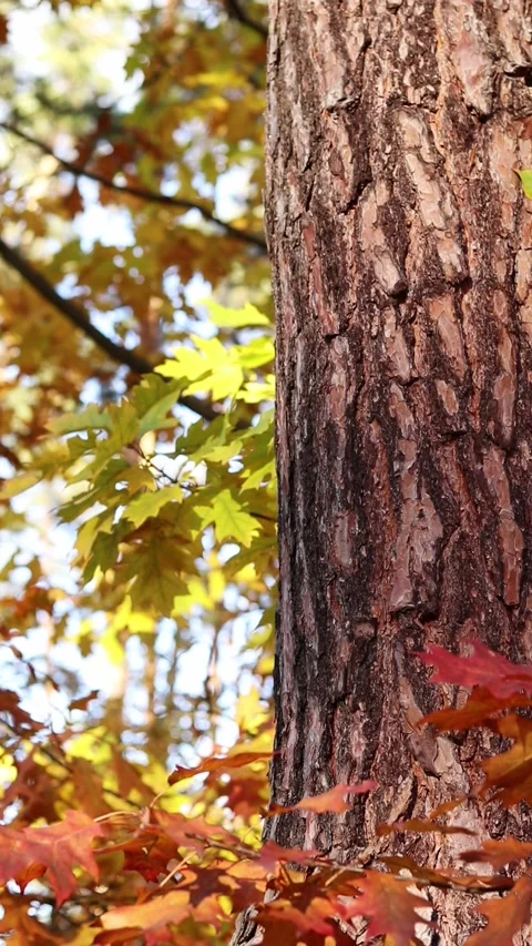 Tree trunk on a background of bright autumn forest. Pine trunk close-up Stock Footage 318855008