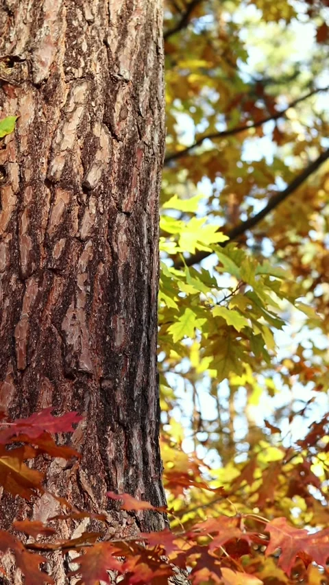 Tree trunk on a background of bright autumn forest. Pine trunk close-up Stock Footage 318855012