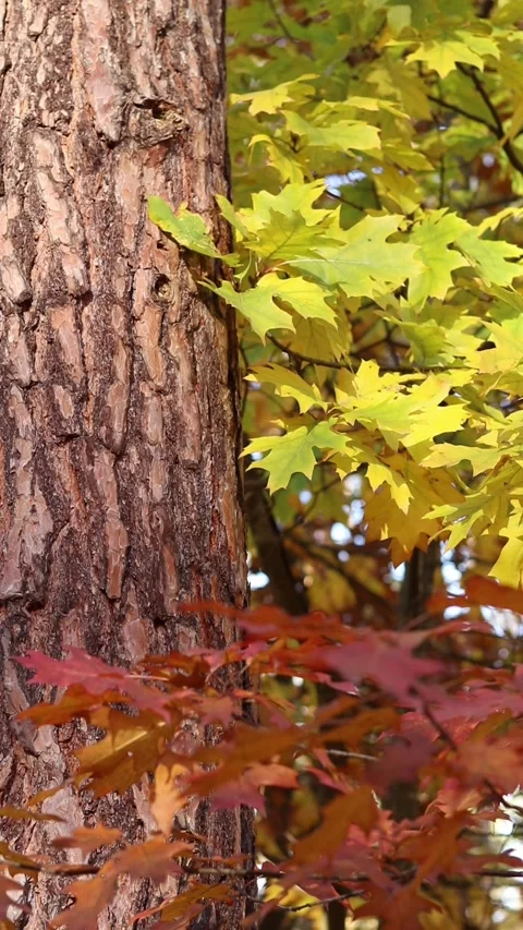 Tree trunk on a background of bright autumn forest. Pine trunk close-up Stock Footage 318855054