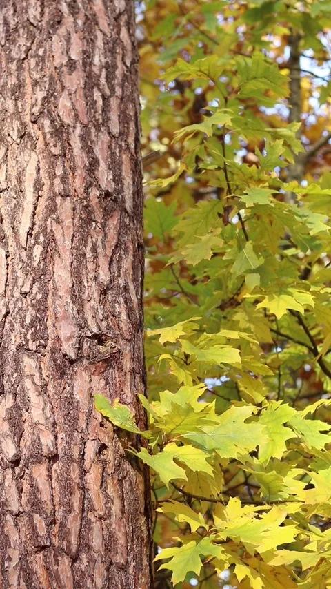 Tree trunk on a background of bright autumn forest. Pine trunk close-up Stock Footage 318855076