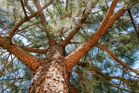 Tree trunk background with copyspace Stock Photos