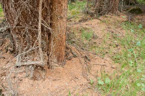 Tree trunk on the background of dry pine needles. Stock Photos