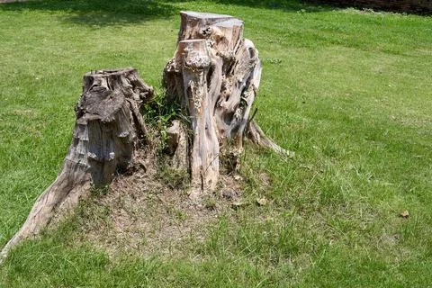 Tree trunk on a background of green grass Stock Photos