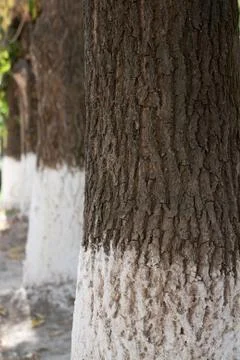 The tree trunk as a background Stock Photos