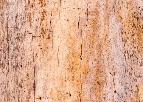 Tree trunk background Stock Photos