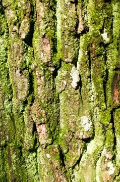 Tree trunk background Stock Photos
