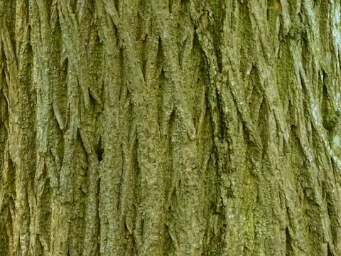 Tree Trunk Background Stock Photos