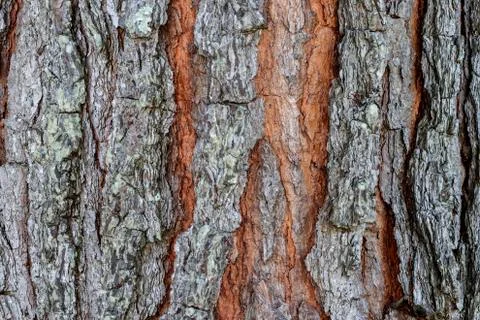 Tree trunk background Stock Photos