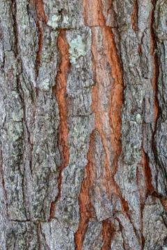 Tree trunk background Stock Photos
