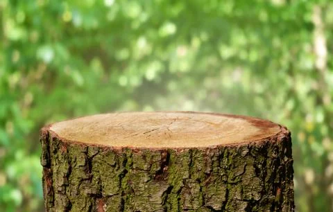 Tree trunk background Stock Photos