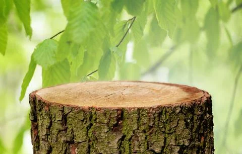 Tree trunk background Stock Photos