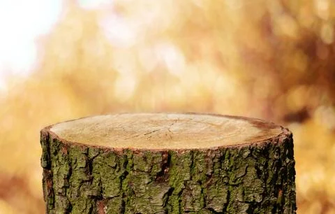 Tree trunk background Stock Photos