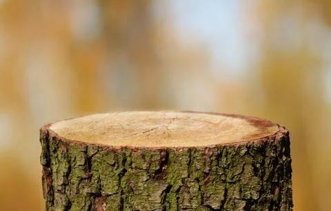 Tree trunk background Stock Photos