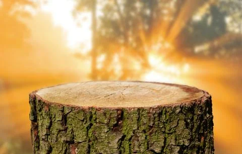 Tree trunk background Stock Photos