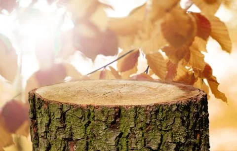 Tree trunk background Stock Photos