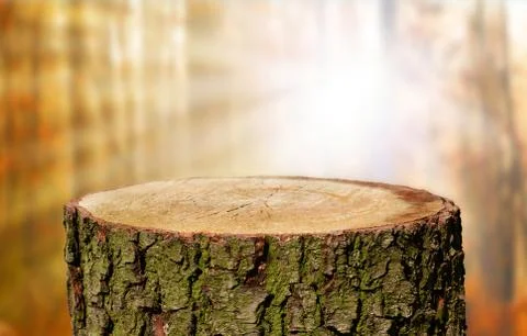 Tree trunk background Stock Photos