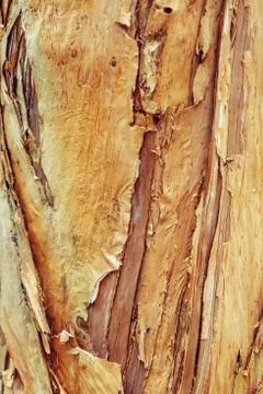 Tree trunk background Stock Photos