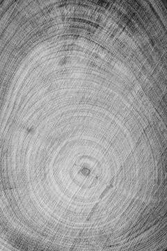 Tree trunk background Stock Photos