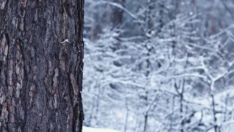 Tree trunk on a background of a snowy forest. Winter Stock Footage 326171786