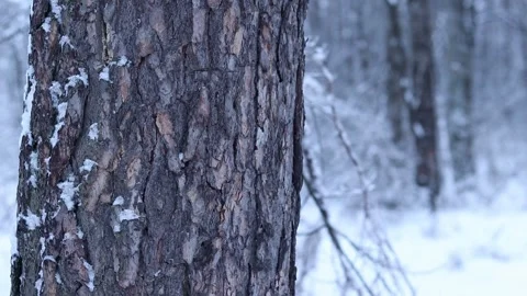Tree trunk on a background of a snowy forest. Winter Stock Footage 326171787