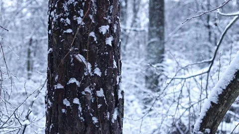 Tree trunk on a background of a snowy forest Stock Footage 326171789
