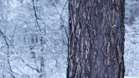 Tree trunk on a background of a snowy forest. Winter Stock Footage 326171791