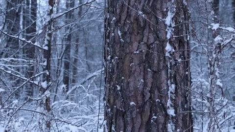 Tree trunk on a background of a snowy forest Video stock 326171809