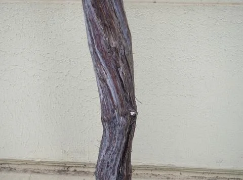 Tree trunk on the background of the wall. Thin  tree trunk. Southern shrubber Stock Photos