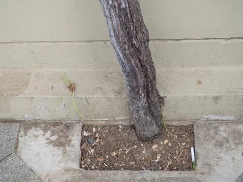 Tree trunk on the background of the wall. Thin  tree trunk. Southern shrubber Stock Photos