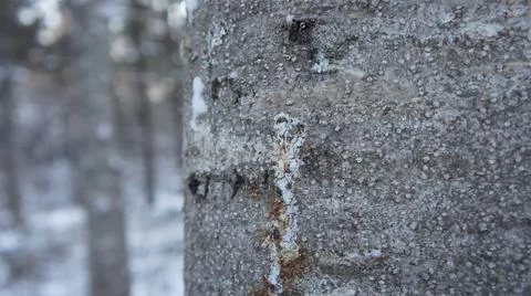 Tree trunk on background of winter forest Stock Photos