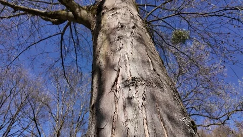 Tree trunk with bare branches and mistletoe against a bright blue sky Vidéo 332597232