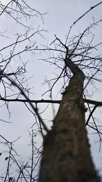 Tree trunk with bare branches reaching into sky Stock Photos