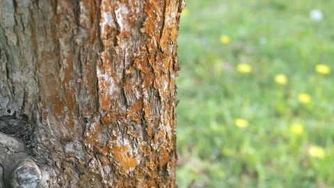 Tree trunk bark and green lawn. Bark of a tree macro. Background. Stock Footage 131395716