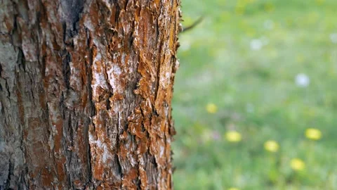 Tree trunk bark and green lawn. Bark of a tree macro. Background. 库存影片 131395741