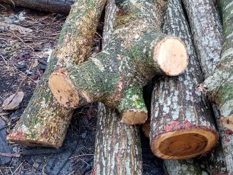 Tree trunk with bark are stacked in the woods Stock Photos