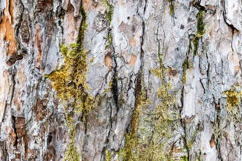 Tree trunk bark close-up of himalayan pine Foto stock