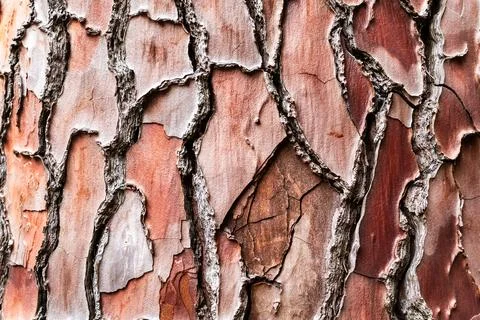 Tree trunk bark close-up of maritime pine Foto stock