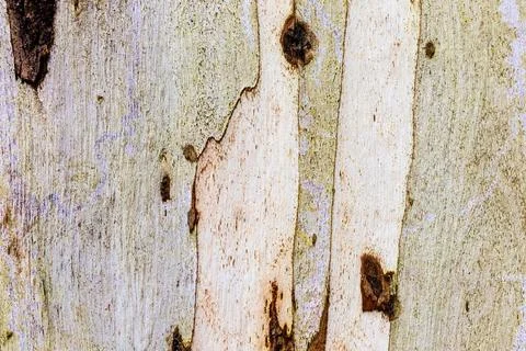 Tree trunk bark close-up of white gum eucalyptus 스톡 사진