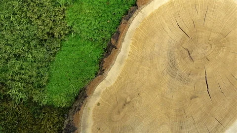 Tree trunk with bark is covered with green moss. Stock Footage 125662244