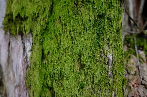 Tree trunk, bark covered with moss, background, texture. Stock Photos