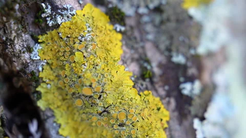 Tree trunk bark covered with yellow and green moos and lichen, serious disease Stock Footage 303370784