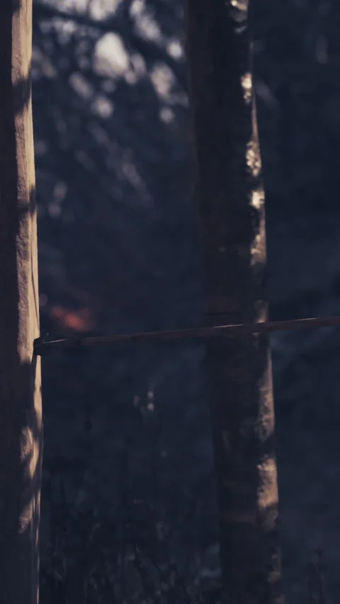 Tree trunk with bark detail in forest during daytime with soft lighting Stock Footage 342162789