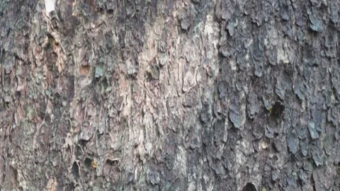 Tree Trunk Bark Stock Footage 332581700