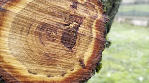 Tree trunk bark infected with parasite lichen and fungus because of constant Stock Footage 344649133