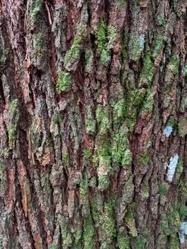 Tree trunk bark Stock Photos