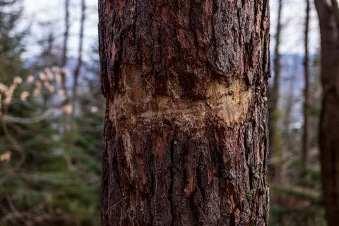 Tree Trunk with Bark Removed Ring in Forest Stock-Fotos