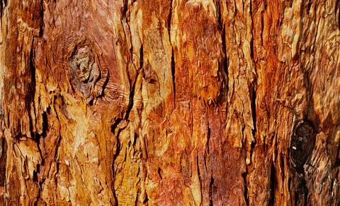 Tree trunk bark showing textured weathered pattern background 库存照片