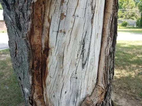 Tree trunk with bark stripped off Stock Photos