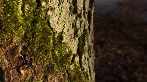 Tree trunk with bark structure Stock Footage 58653418