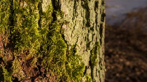 Tree trunk with bark structure Stock Footage 58653431
